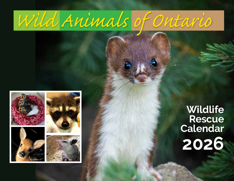 Ontario Wildlife Rescue 2026 Calendar